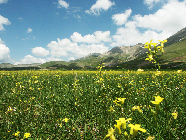 louka s rozkvetlými žlutými květinami, hory, kopce v dáli